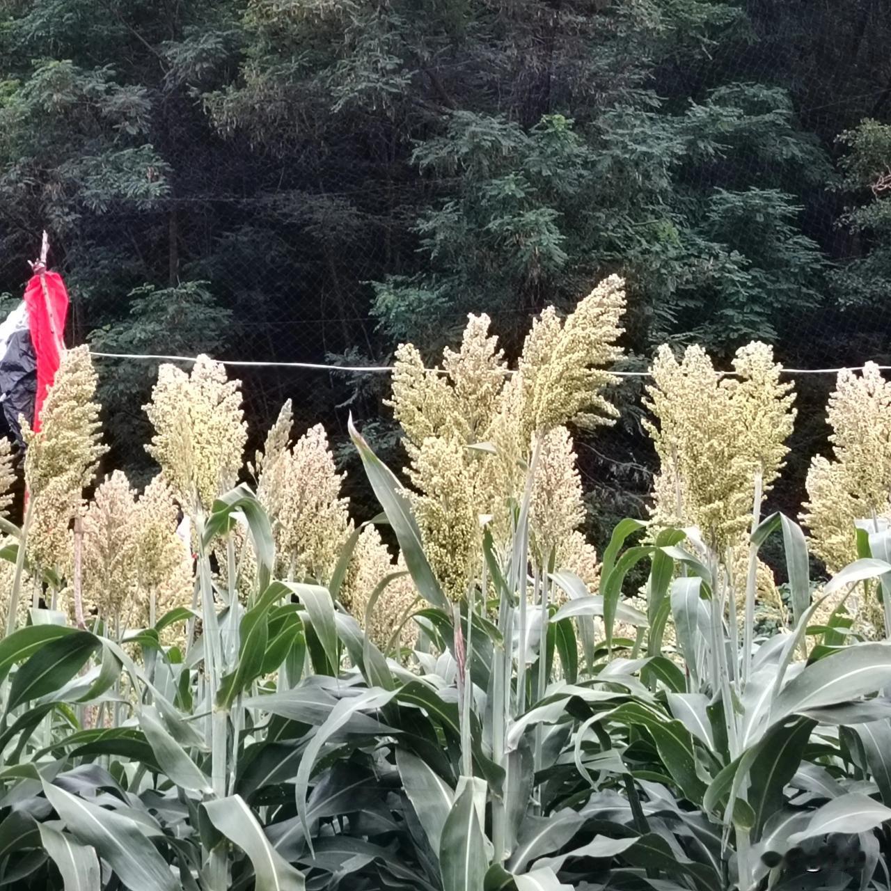 秋天的花，各有千秋，争芳斗艳，比如 红色月季、地瓜花、金黄色的臭菊，粉粉的串红花