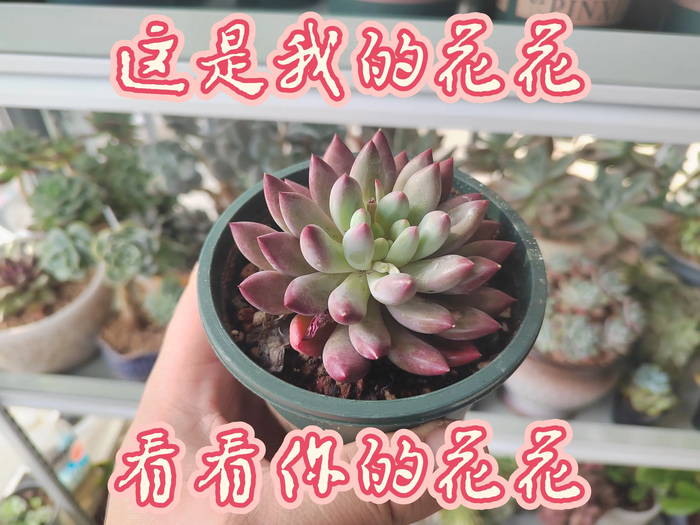 等等，留下你的心头肉再走！