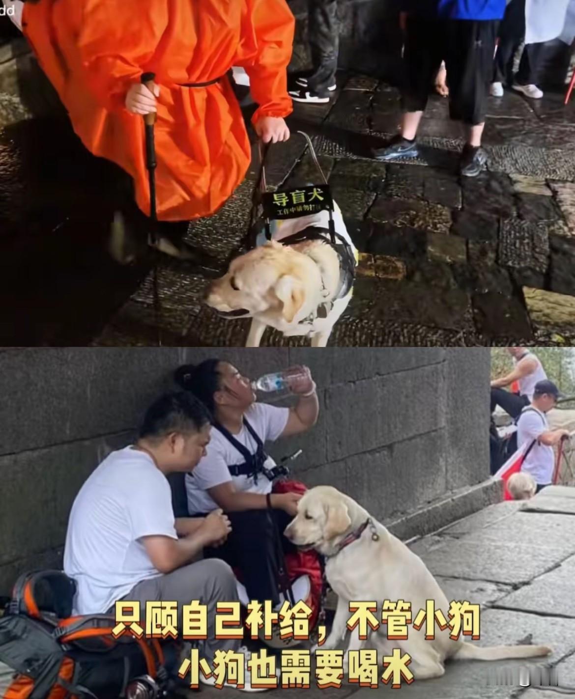 导盲犬“芬迪”的状态是不会骗人的，这趟泰山行值不值一目了然。
​刷到视频里芬迪陪