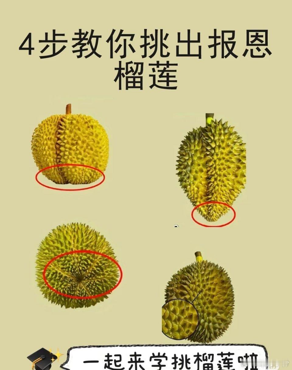 榴莲挑选秘籍，专挑报恩榴莲！ 宝子们，想每次都挑到饱满多肉、香甜可口的榴莲吗？秘