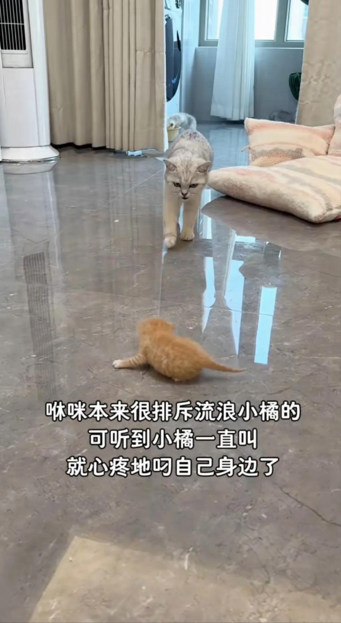 网友是一个有爱的女子，在回家的路上看见一个没妈的流浪小橘猫，很心疼，因为自己很爱