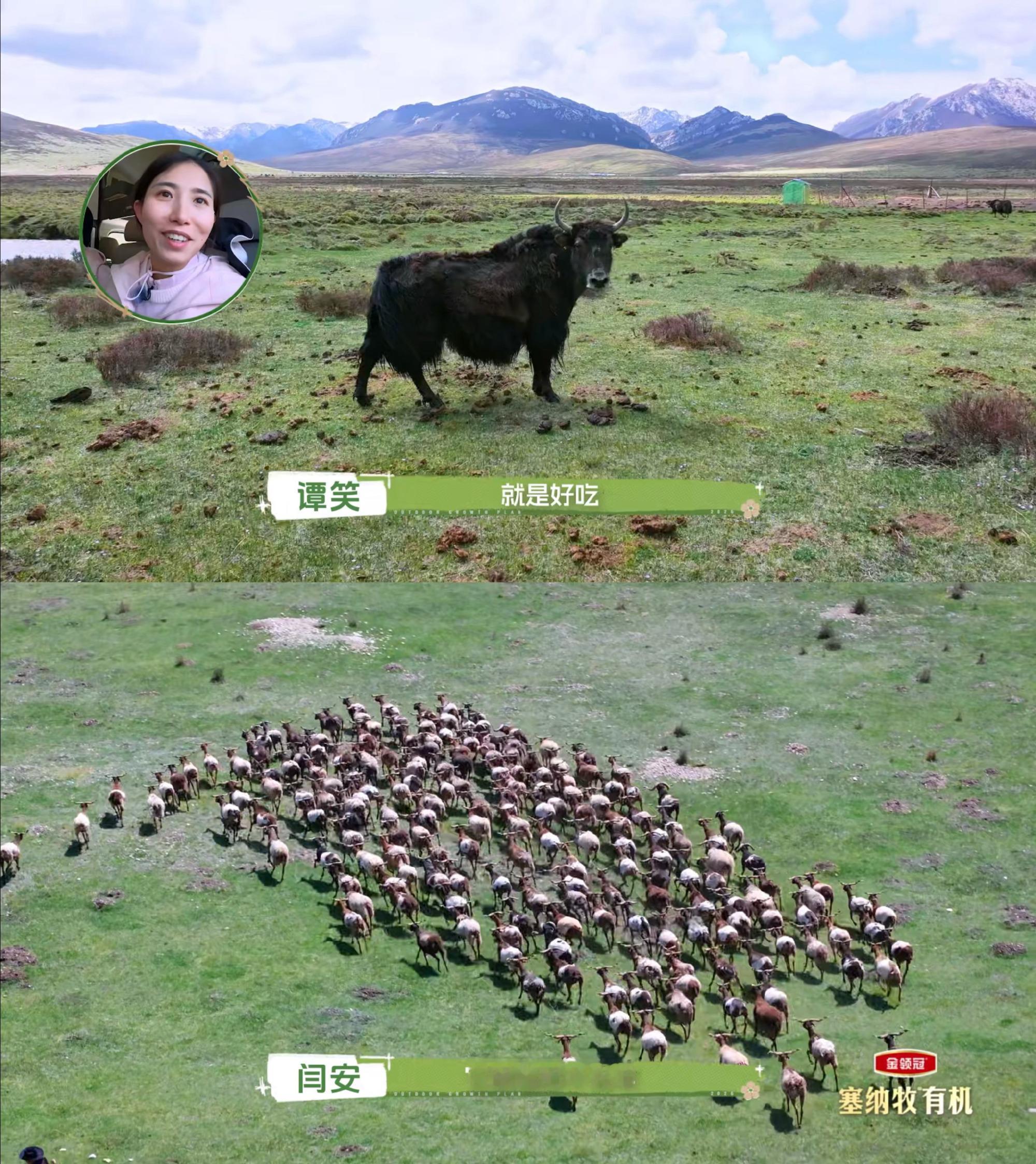 尹正徐志胜王智在青海感受人与自然尹正徐志胜王智聚焦青海生态我趣！青海也太太太美了