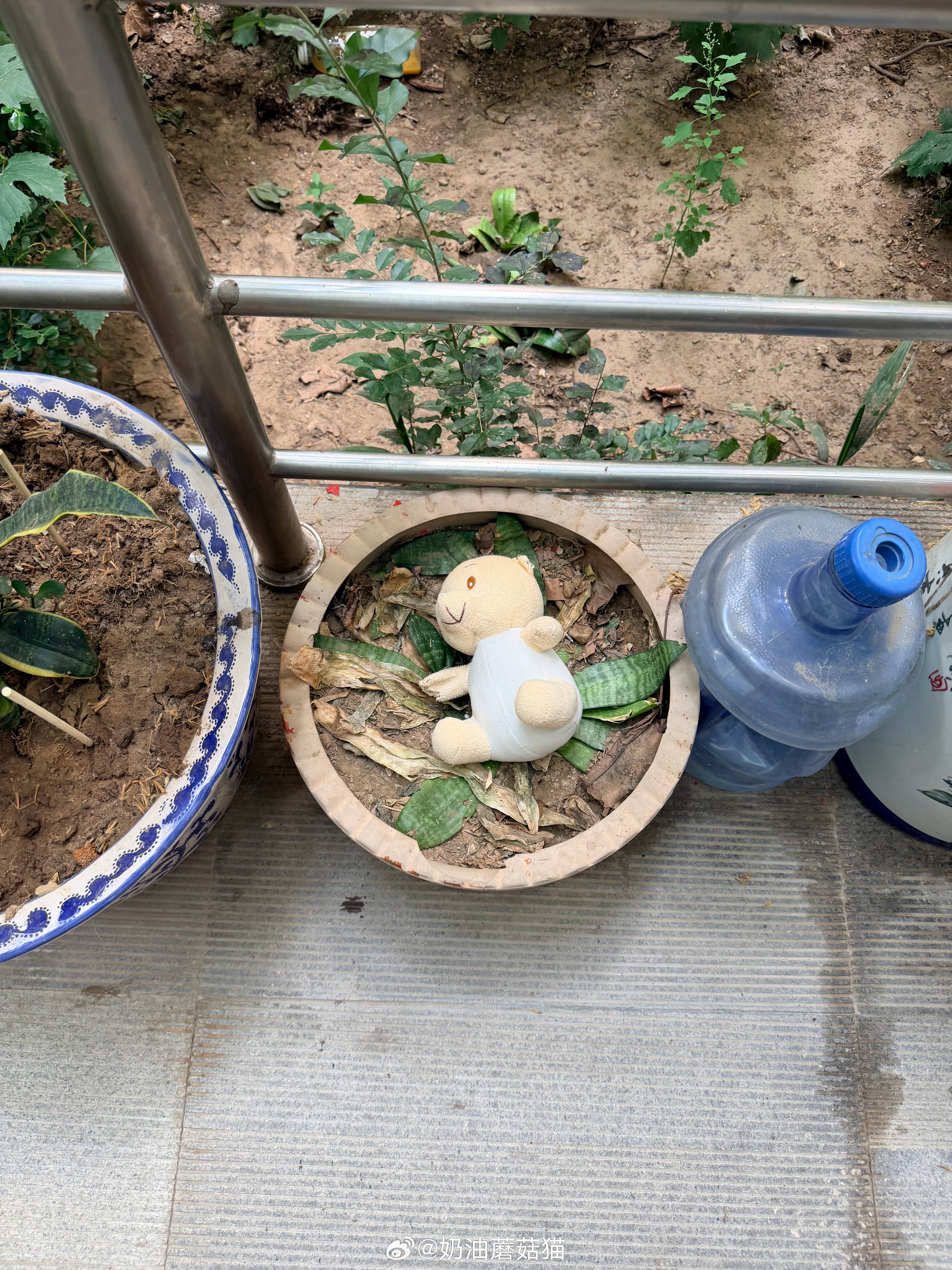这个花盆的魅力到底在哪
