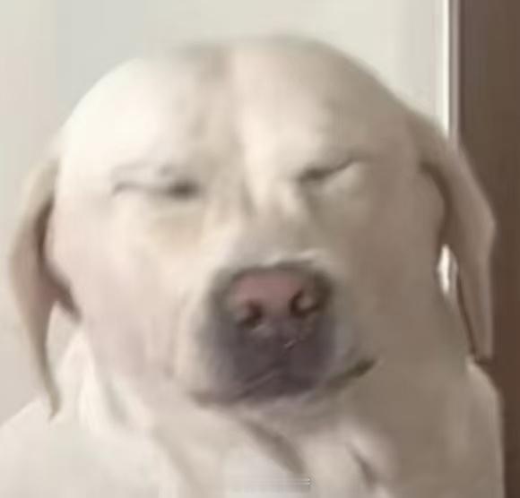 狗狗第一次后悔自己的鼻子很灵 第一次知道小狗也会放屁！另一只同在一个屋的小狗造老