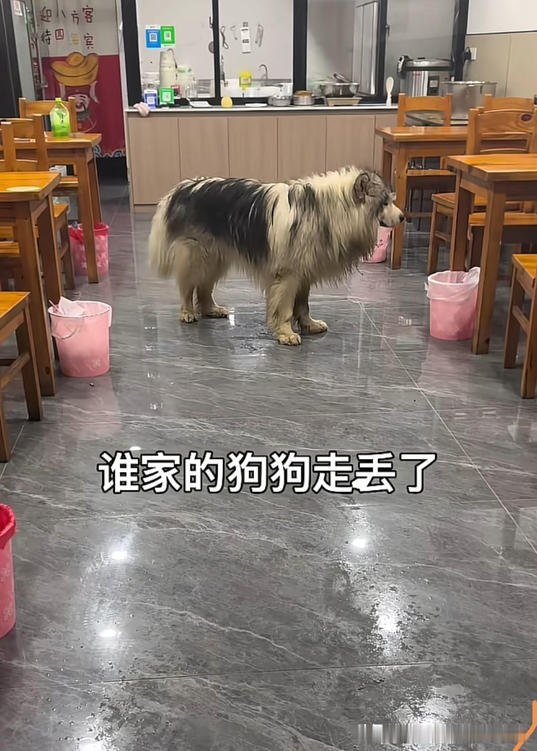 外面的雨越下越大，一只走丢的阿拉斯加犬躲进了一家餐馆，大家会原谅这家好心的餐馆老