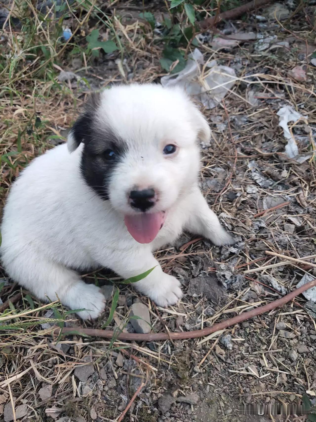 不论什么物种，还是小的时候可爱ớ ₃ờ