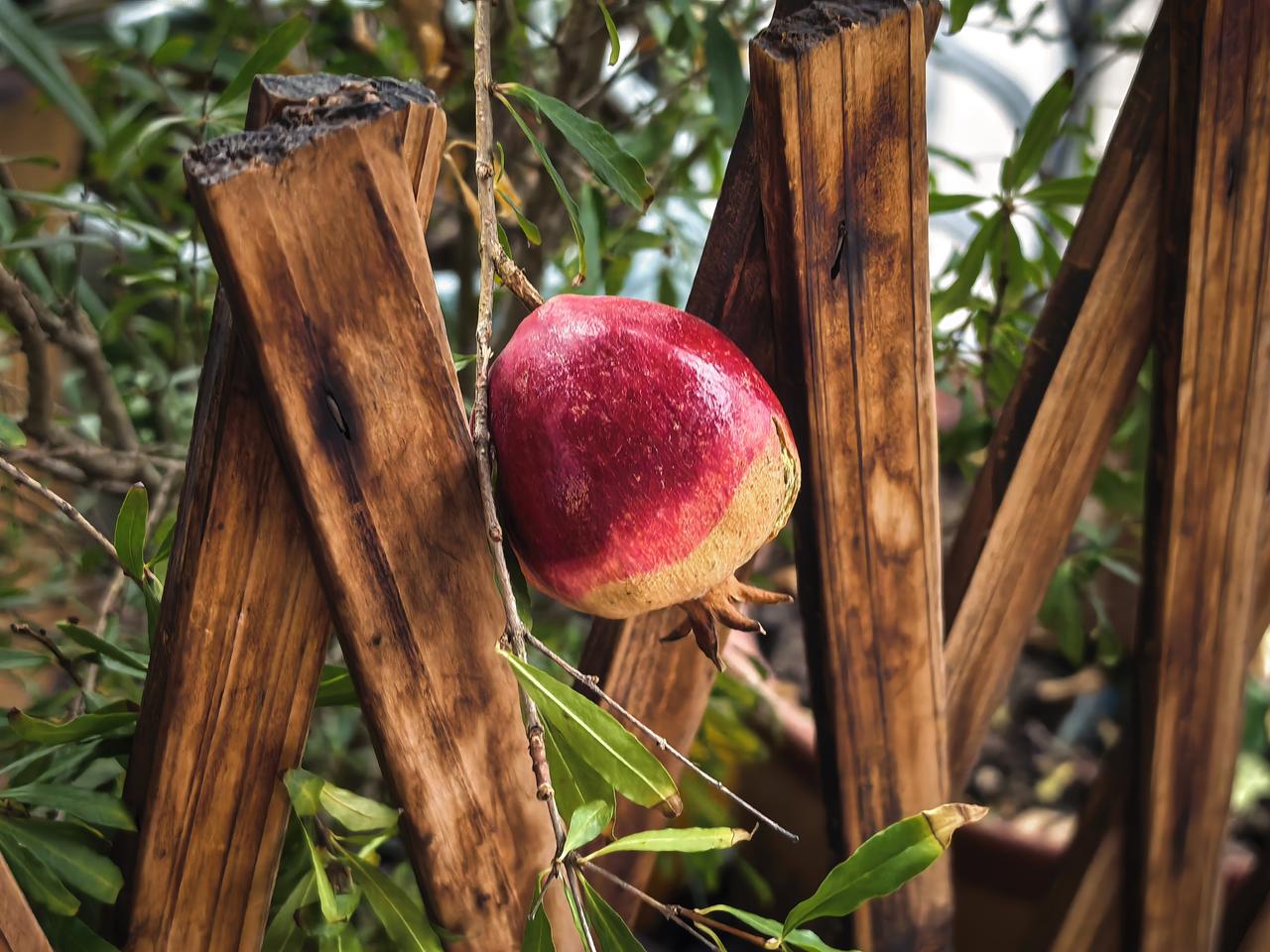 这是我家阳台的石榴，看着特别有食欲，它搭在木栅栏的外面。栅栏上的一抹红给冬日的阳