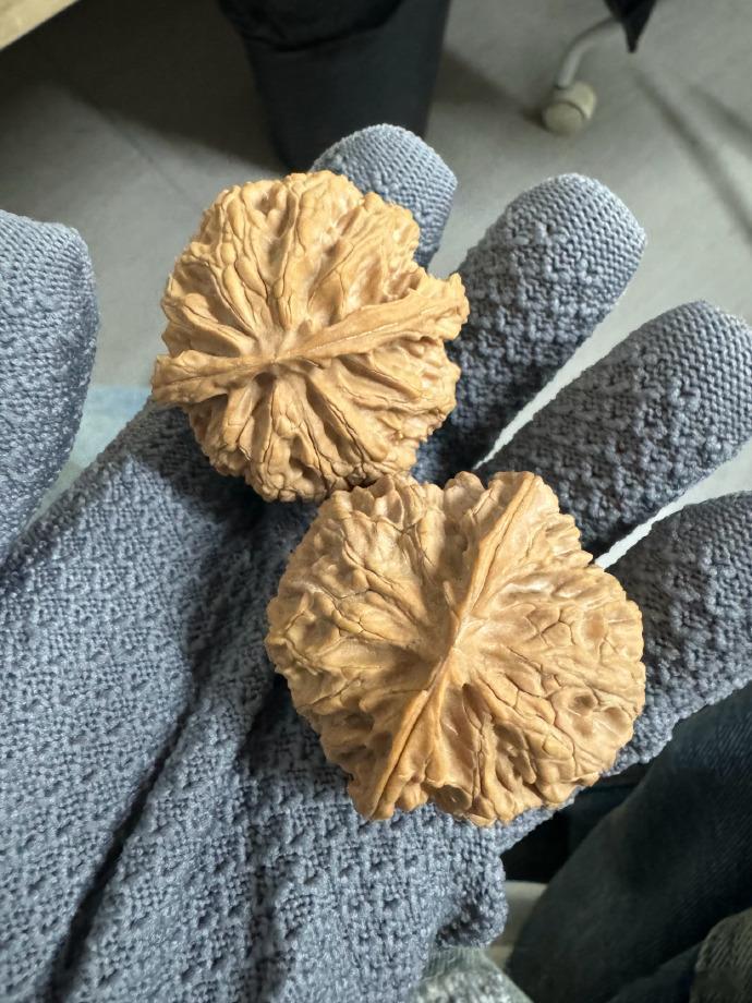 王一珩新朋友  王一珩又盘新核桃 王一珩手中新核桃的纹理，承载着他的触摸与期待。