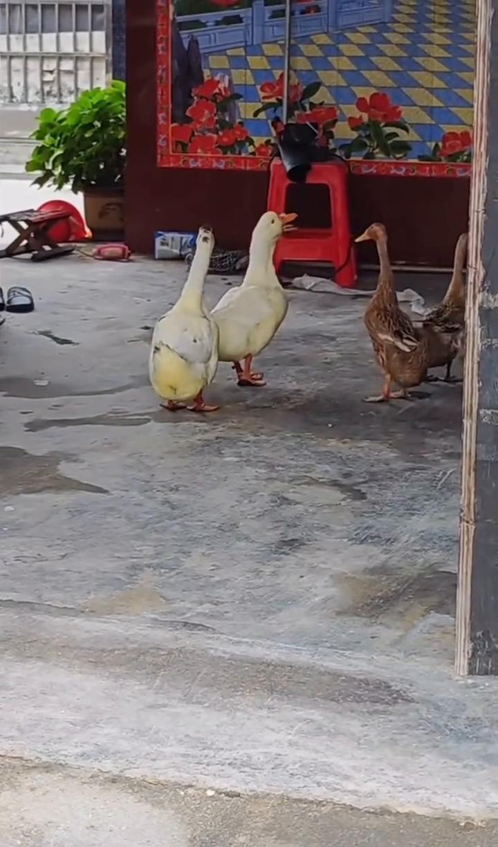 来了，来啦。