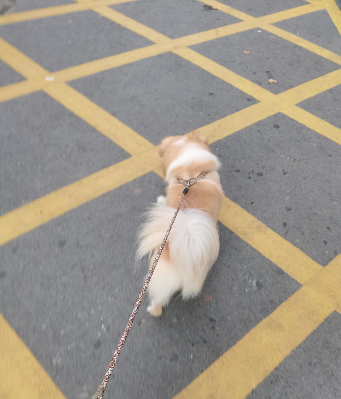 计划和闺蜜遛遛，没有成行。

实在是去的地方离家太远，不想走那么远，于是带着狗子
