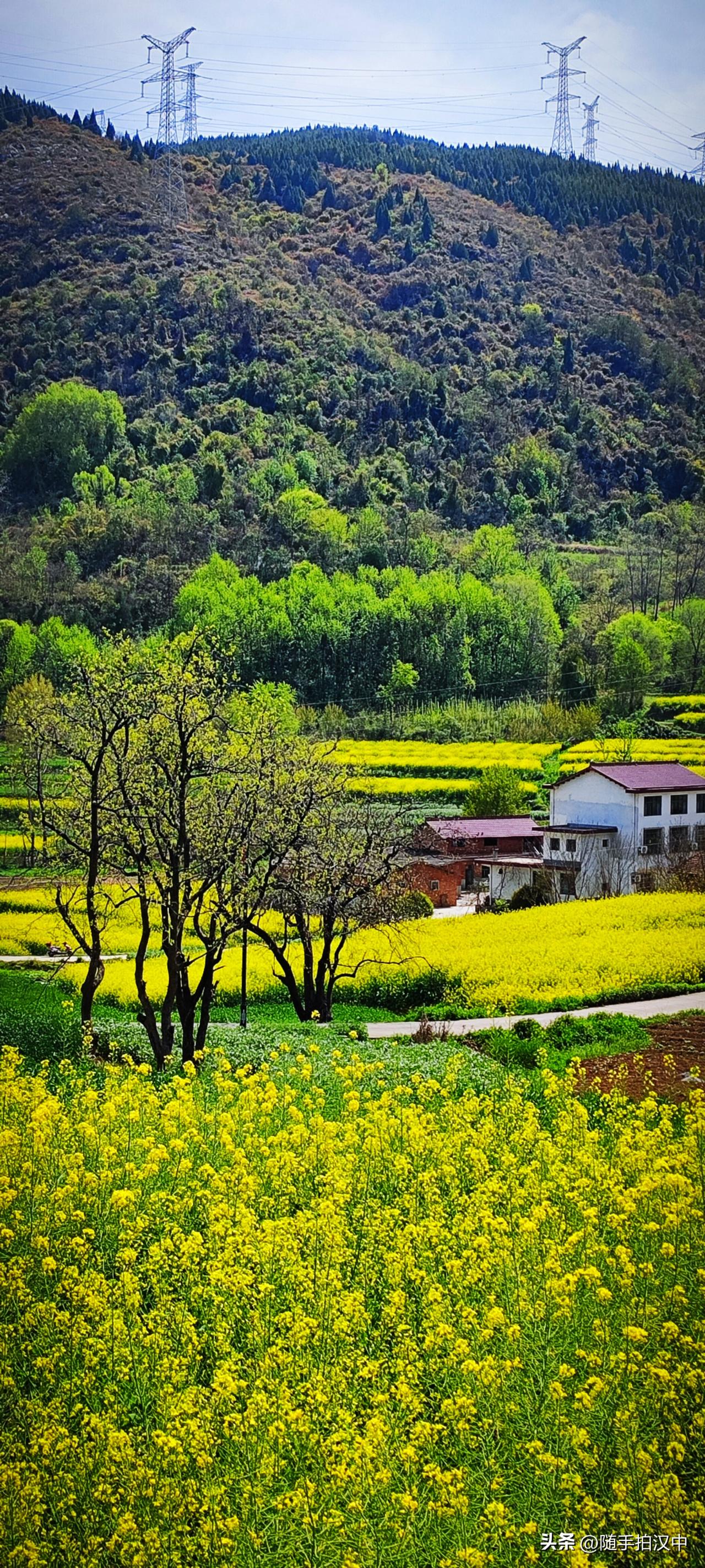 快到清明，春天美得极致。翻看着昨日在勉县金泉拍的油菜花田，窗外是春雨簌簌...花