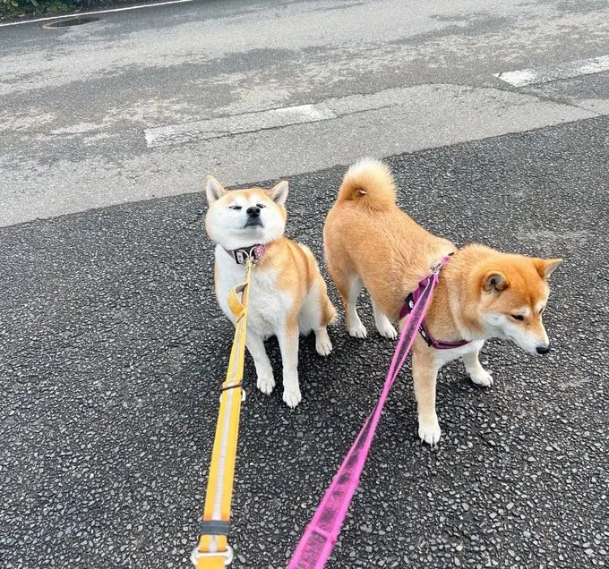 八嘎犟