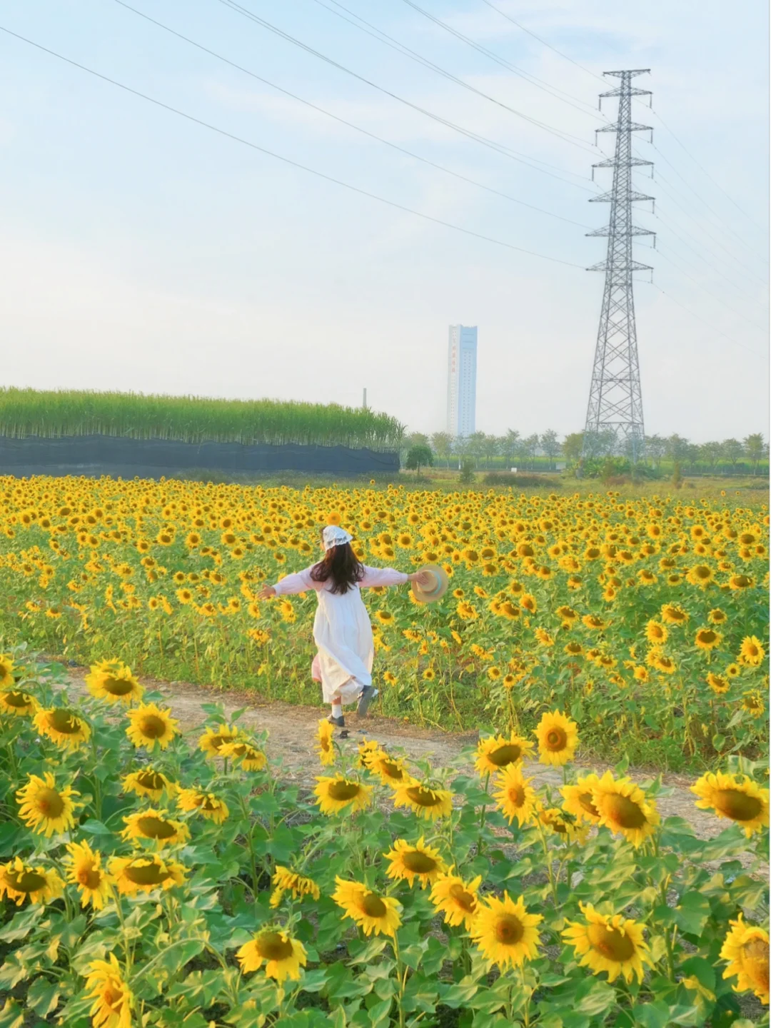 发现广州冬天向日葵花海🌻12.19实拍！人少！！