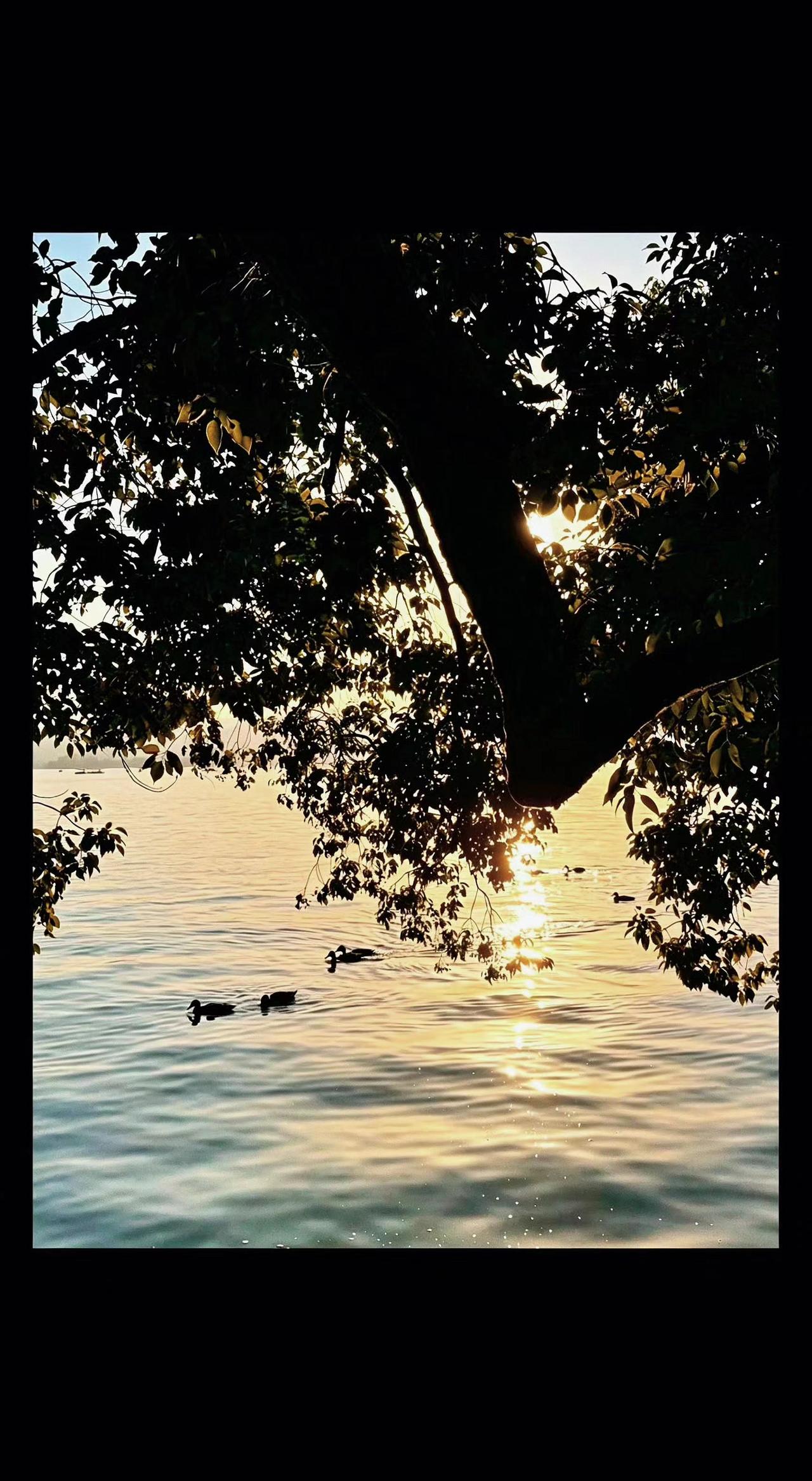 🌅树影把夕阳揉碎了 撒在水面晃啊晃✨
鸭子划开金箔似的波纹 游成流动的诗📜
