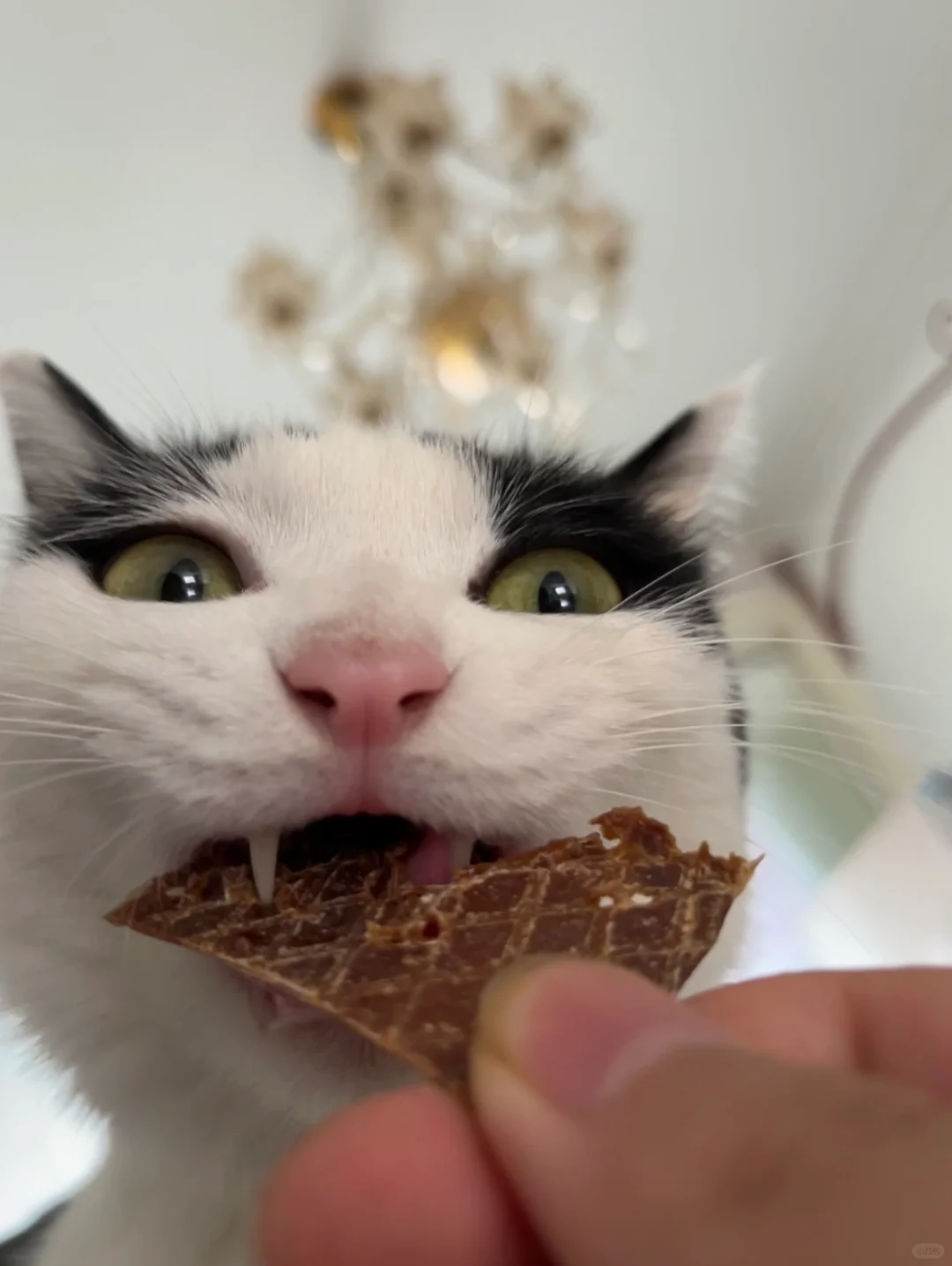 小猫吃上这腥了噶几的猪蛋蛋兴奋到变形