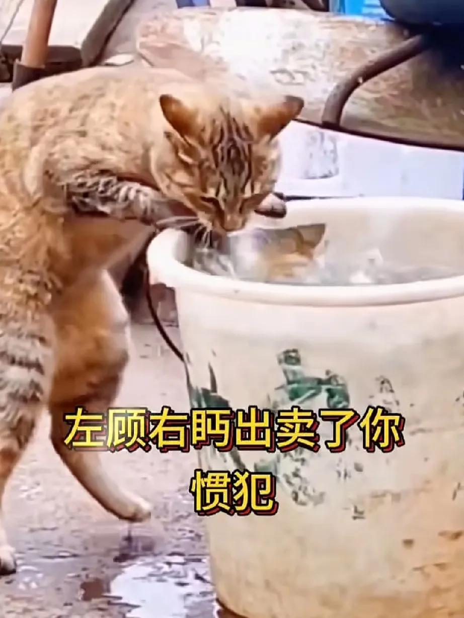 这只猫咪肯定是惯犯，悄悄逮鱼的时候还知道左顾右盼。
看它那非常警惕又作贼心虚的样