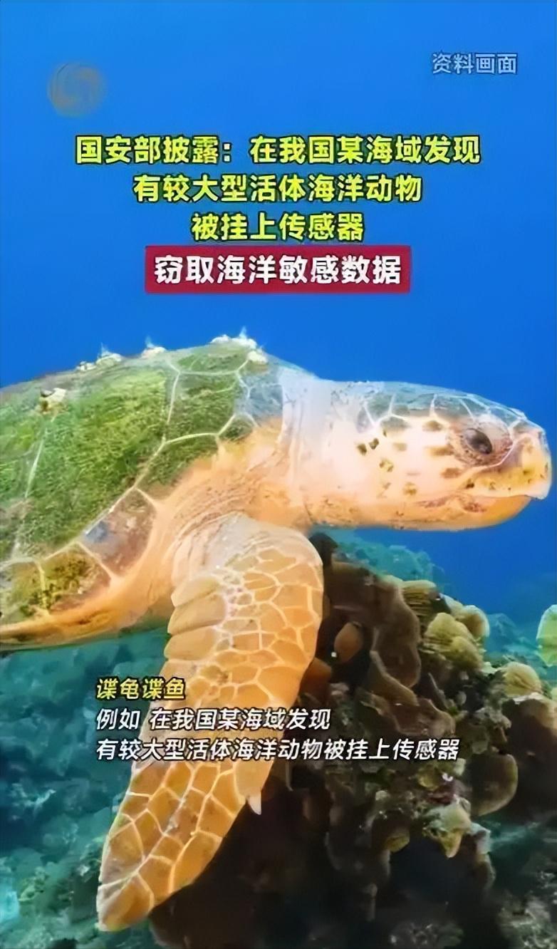 紧急预警！境外间谍无孔不入，我国海域惊现“间谍龟间谍鱼”！2026年6月12日国