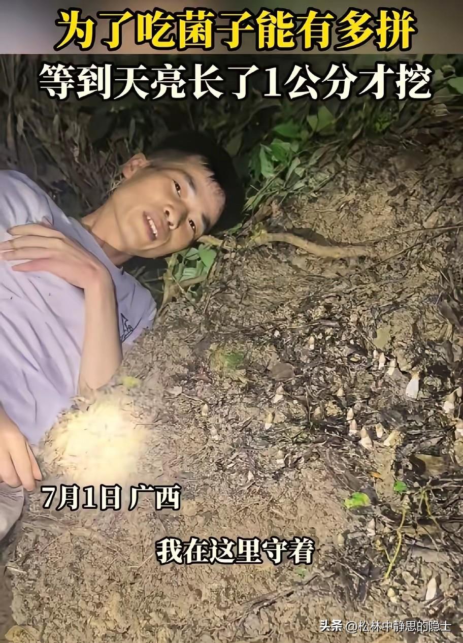 笑不活了。广西贺州一名男子夜里和朋友进山找菌子，发现一窝刚冒头的鸡枞菌。他嫌菌子