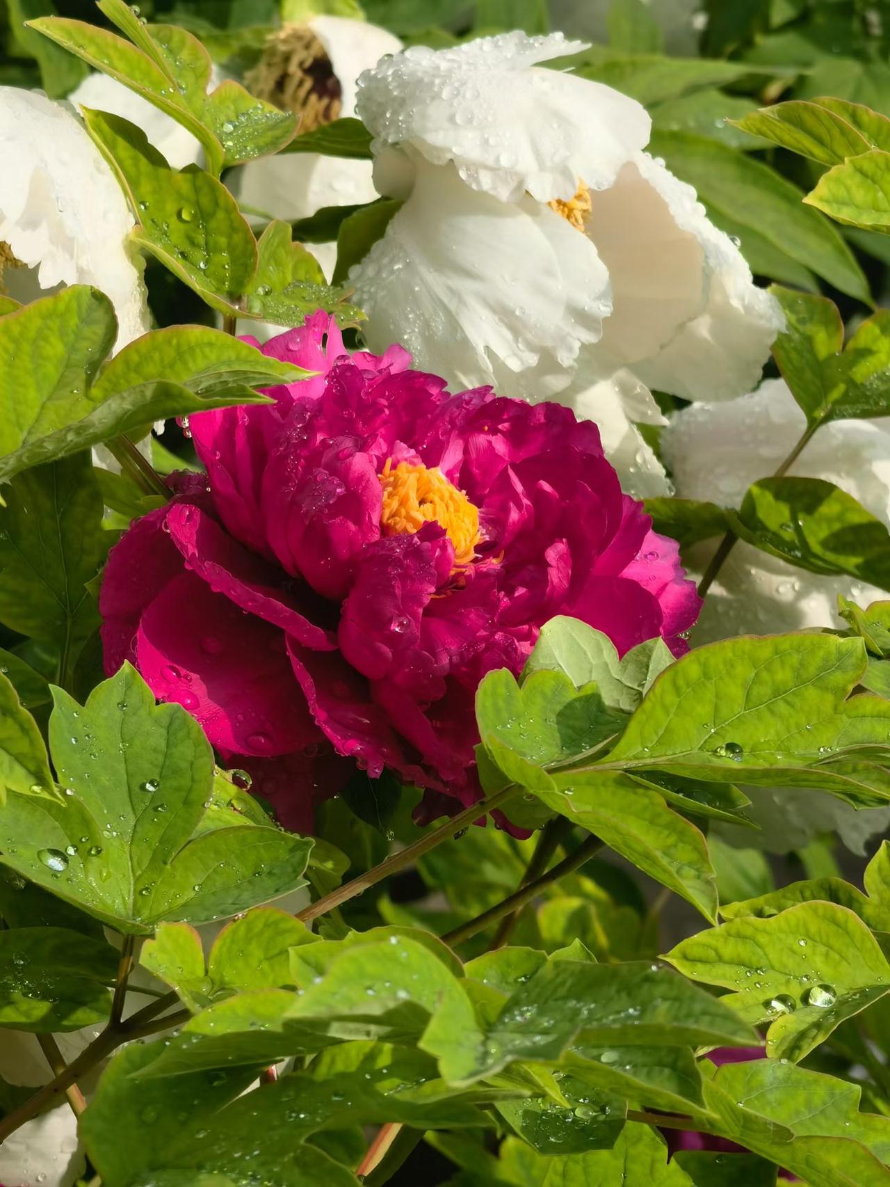 今年春天最想实现的心愿 今年春天，我最想实现“风调雨顺，国泰民安”的心愿。风调雨