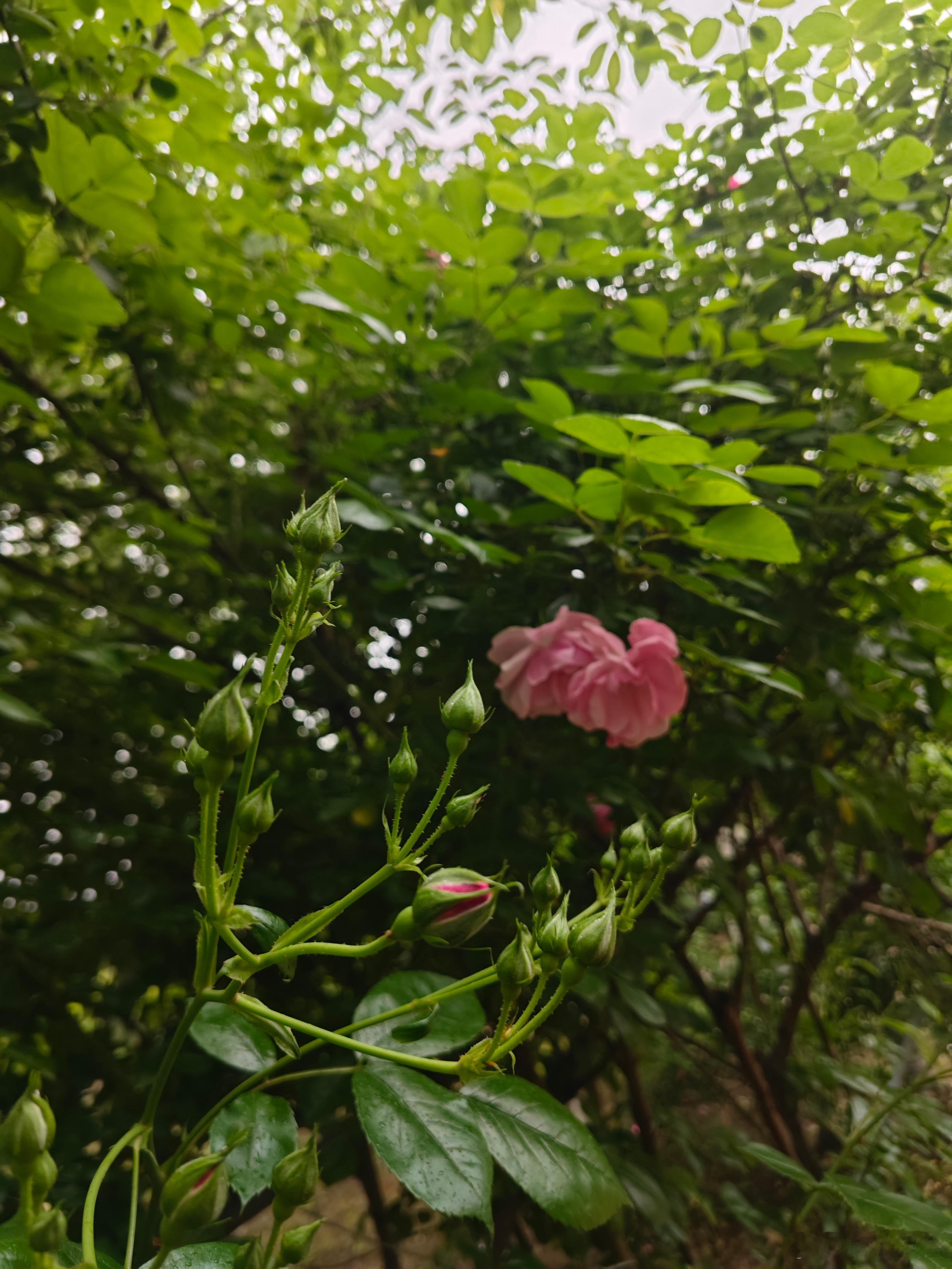 随手拍都是这样的北汤旅游节月季花海定五一游玩攻略五一亲子游 湖州·北汤生态景区