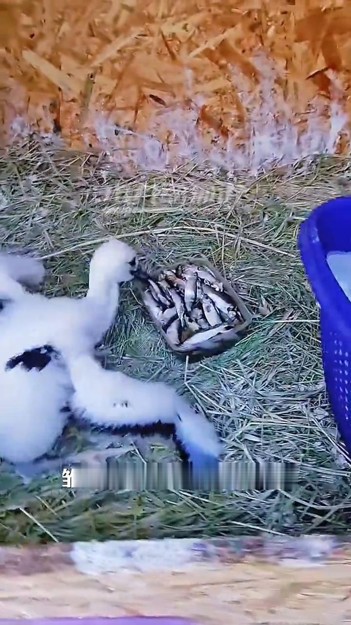 这只雏鸟一看到主人端来食物，它就充满迫不及待，显然它早就饿了。本就处在成长阶段，