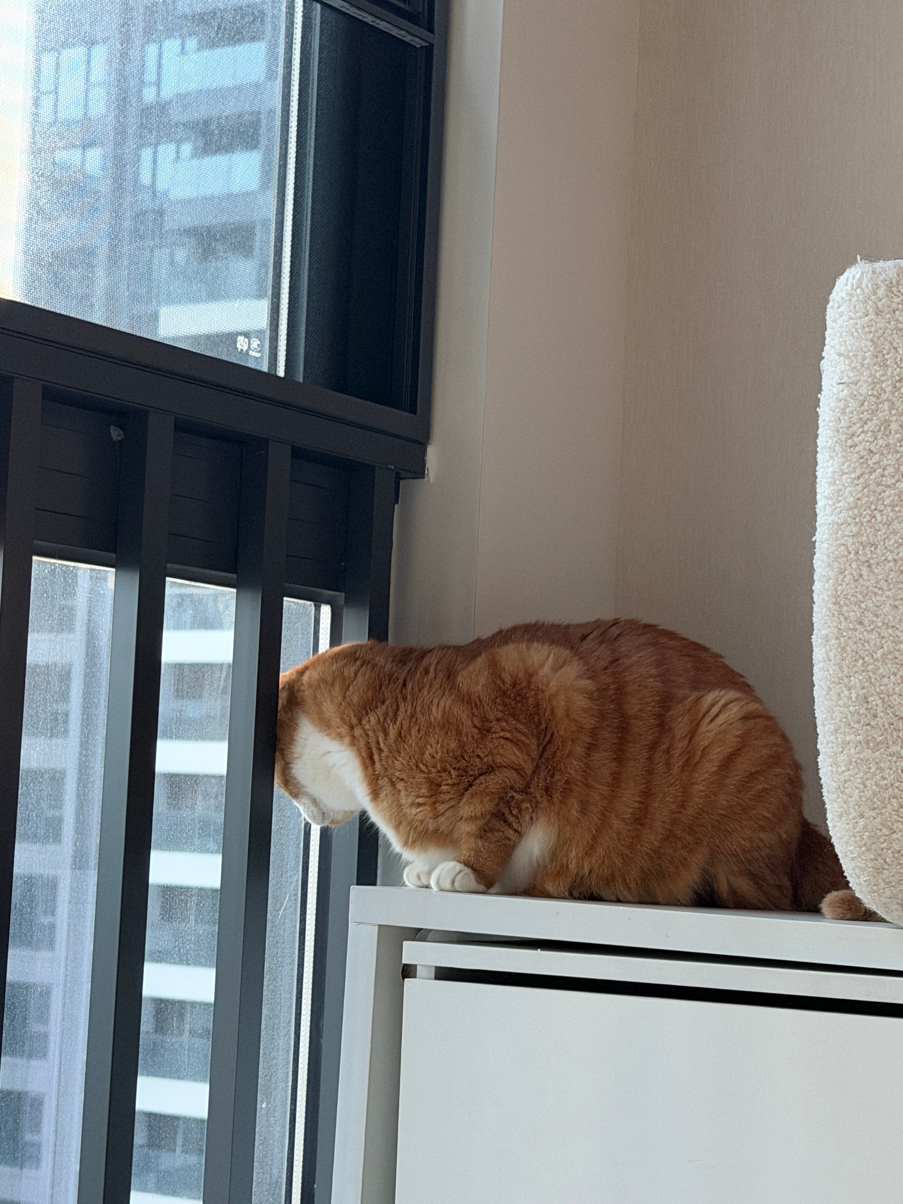 窗帘一拆走咪猫赶紧在这个地方看风景哈哈哈哈哈哈哈咪包奇