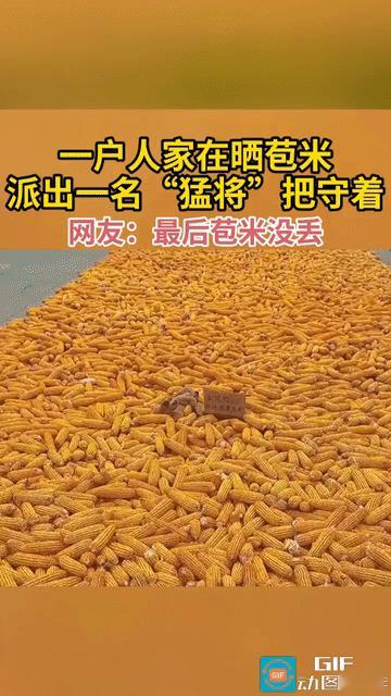 网友萌翻了:一户人家在路边晒苞米，害怕有人偷拿，就派出了自己养的一名“猛将”在苞