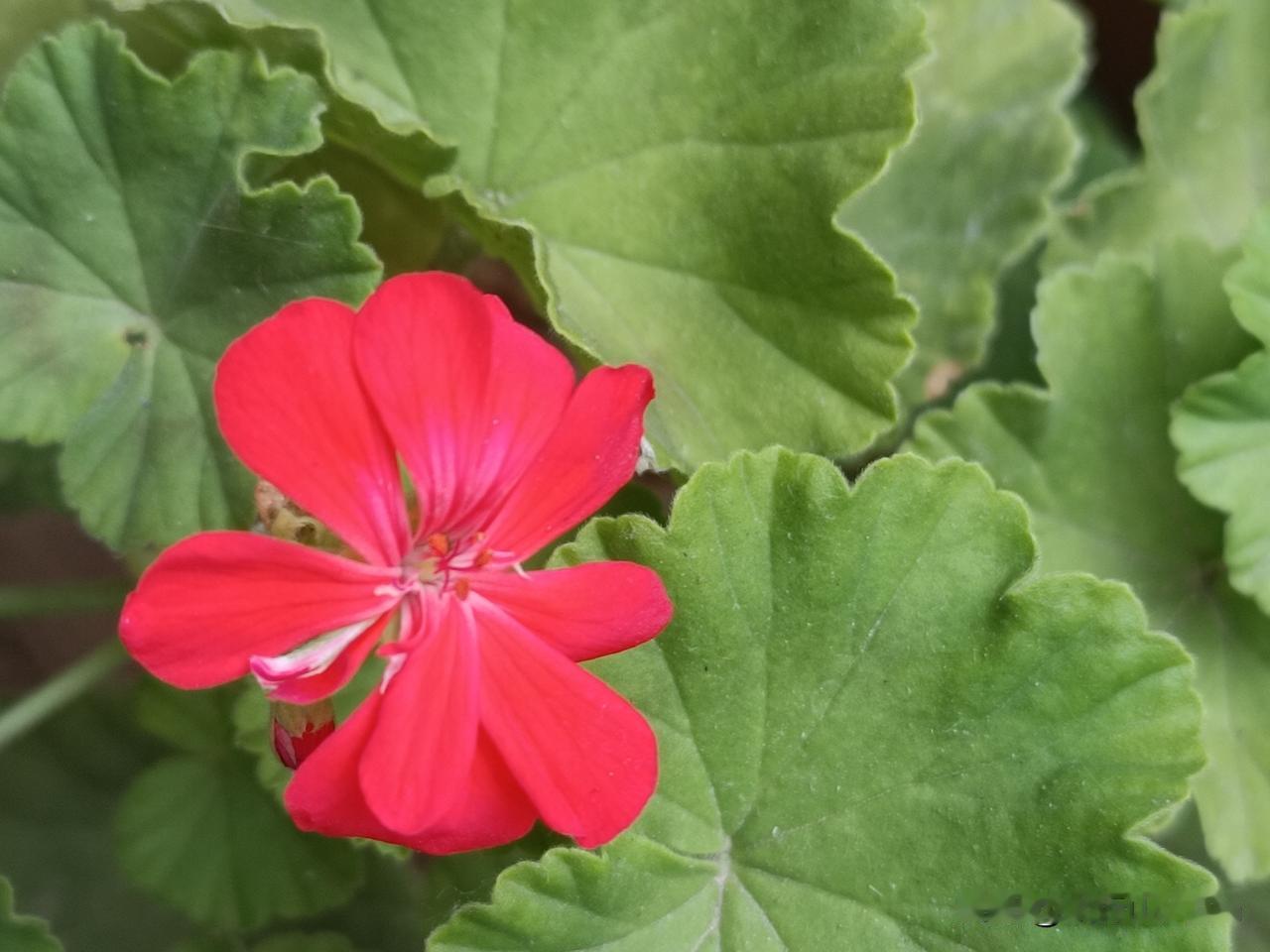 分享一朵你拍的花，什么花都可以
