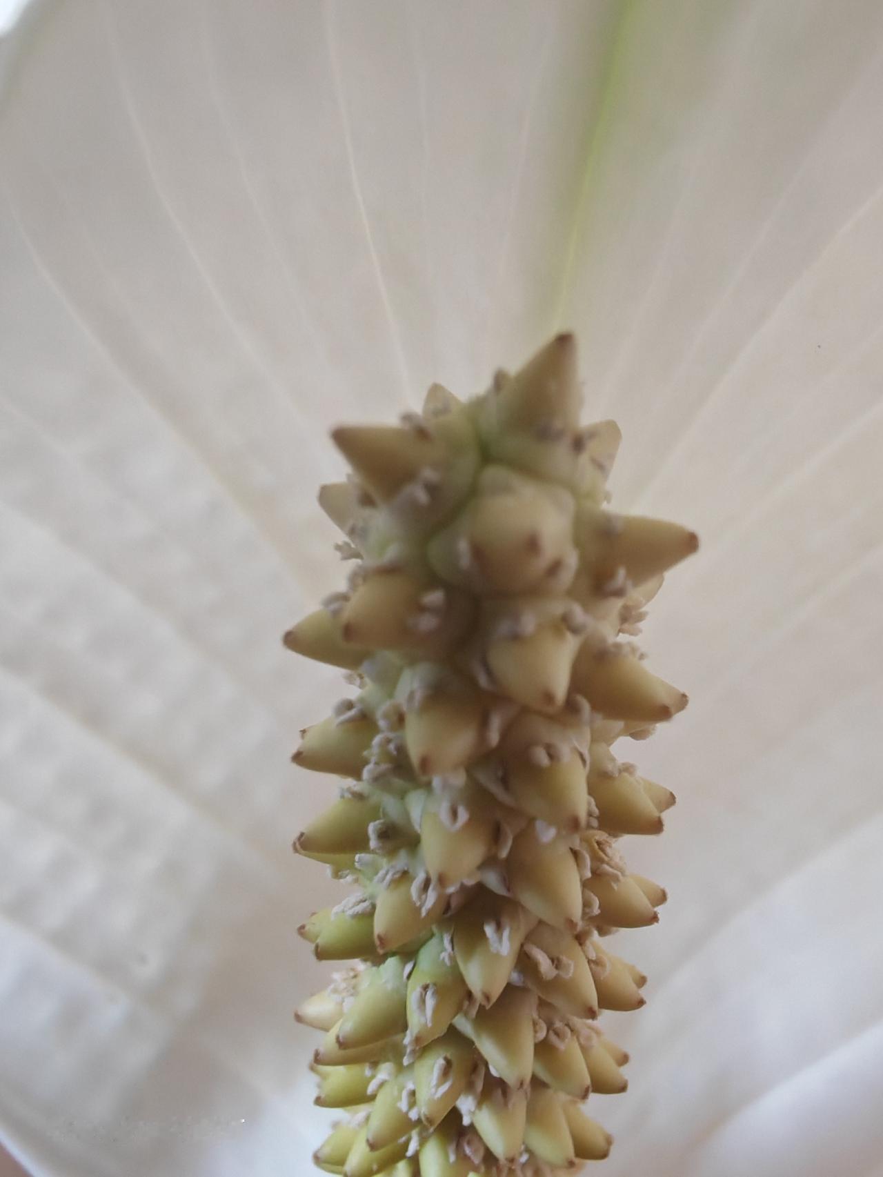 春天花会开，
这是什么花呀？