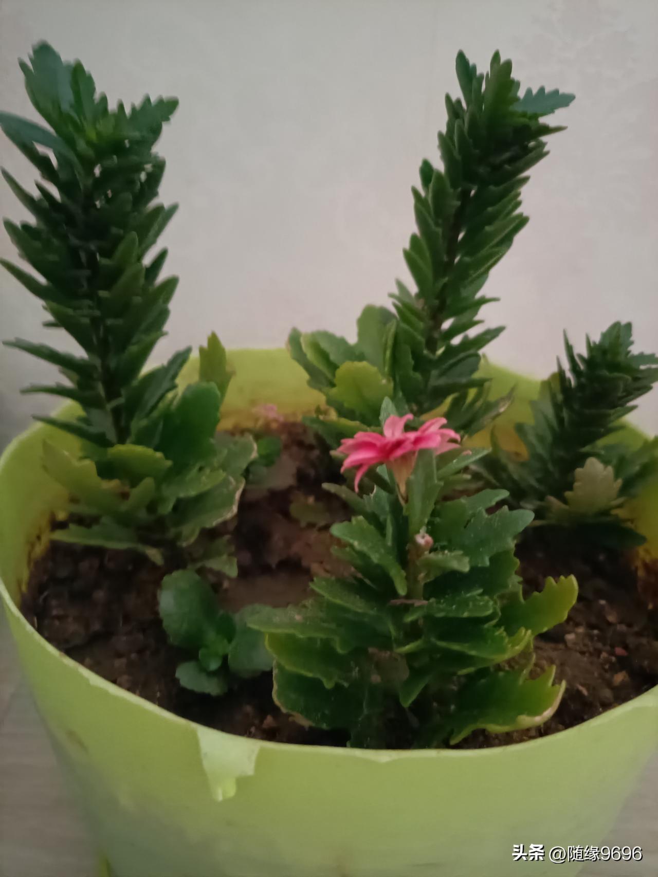 这是去年春天，用顶芽扦插的红宝石长寿花，为啥长得像麦穗一样，叶子密密麻麻，间距很