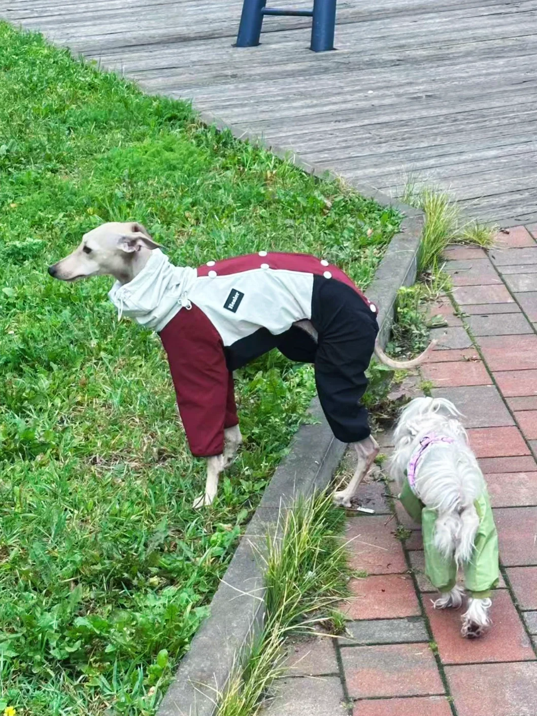 依旧美女出街