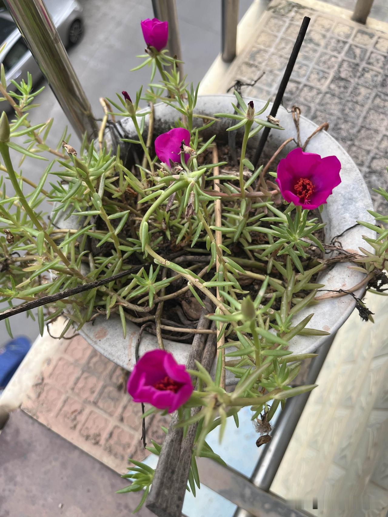 秋冬季节，在广西是不冷也不热的天气，秋天还是万花盛开的季节，稻田变成金黄的海洋，