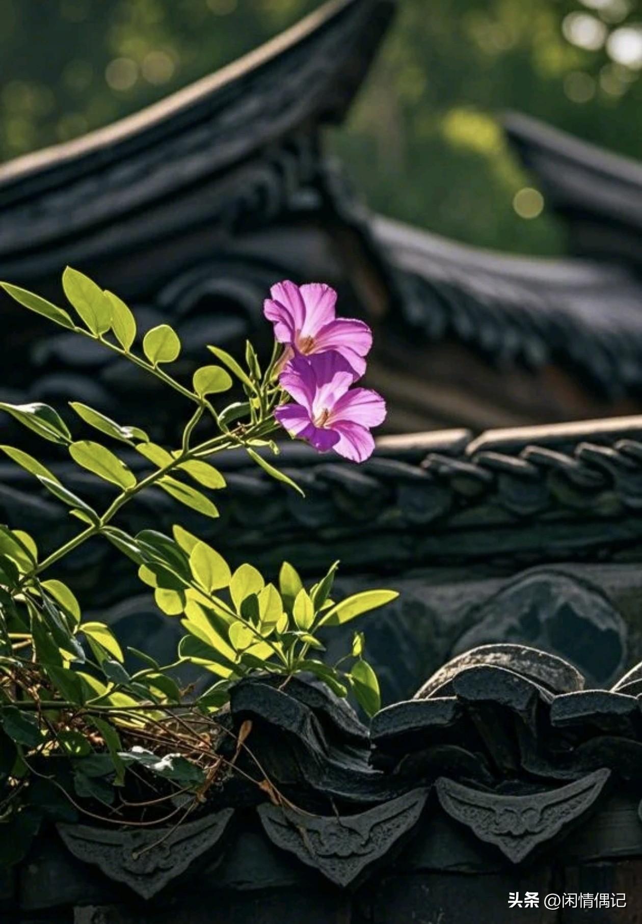 咱们每天忙忙碌碌，为的无非是柴米油盐。但我觉得，人活着，心里得有点儿“闲气”，得