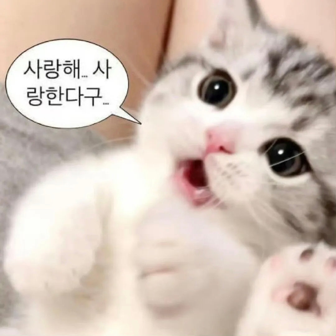 小猫表情包壁纸分享 背景图/聊天背景图/壁纸套图/iPhone壁纸/审美积累/手