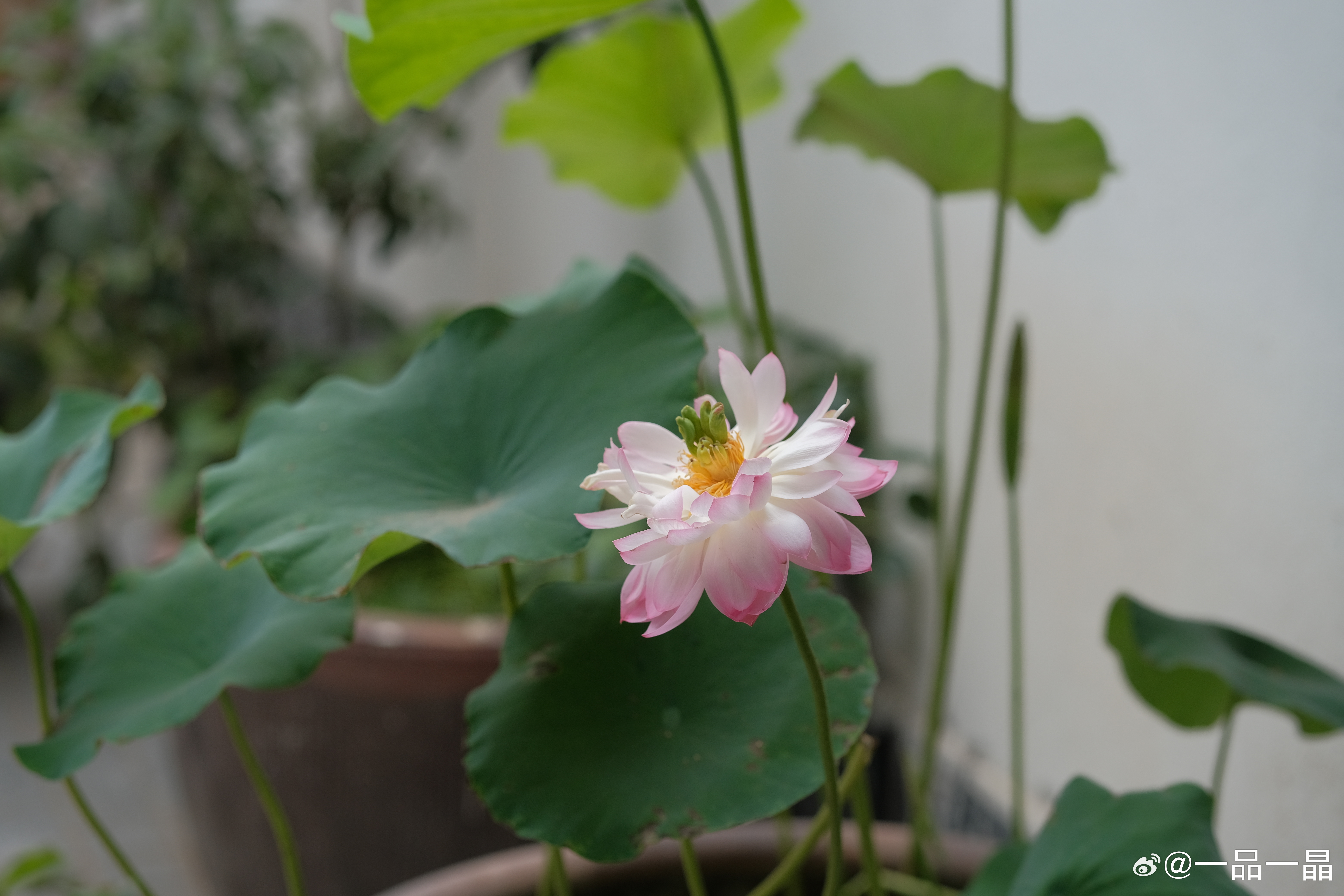 层层花瓣次第舒展绽放，晕染出满池柔粉清辉，花叶交错掩映在光影之下，裹挟着初夏独有