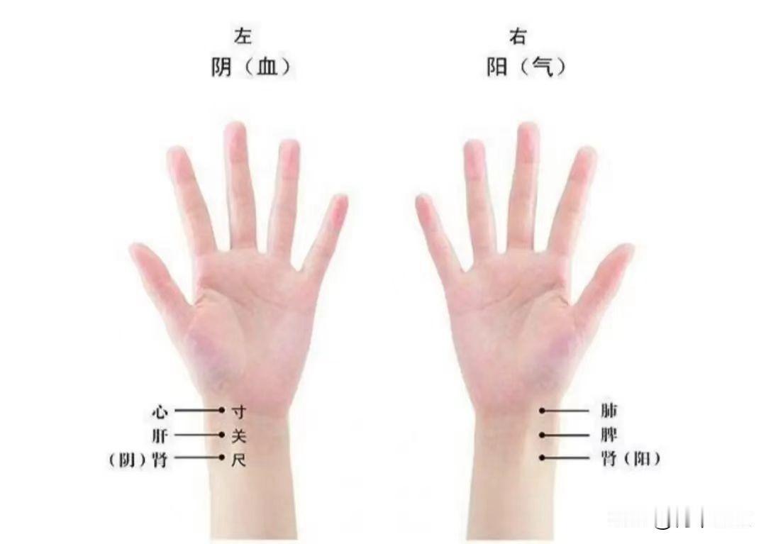 肾虚的脉怎么把？30秒学会把脉

首先我们要清楚一点，我们左手上的尺脉主肾阴，右