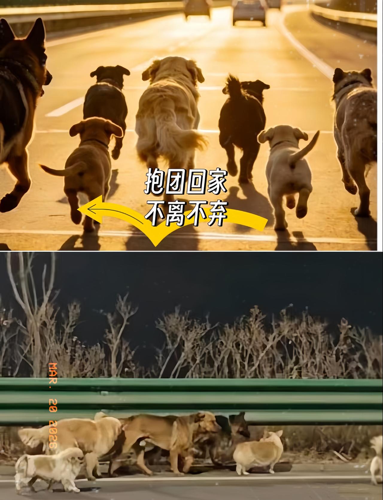 长春这7只平安回家的狗狗，后续来了！
真的太不容易了，它们竟然是被偷狗贼给偷走的