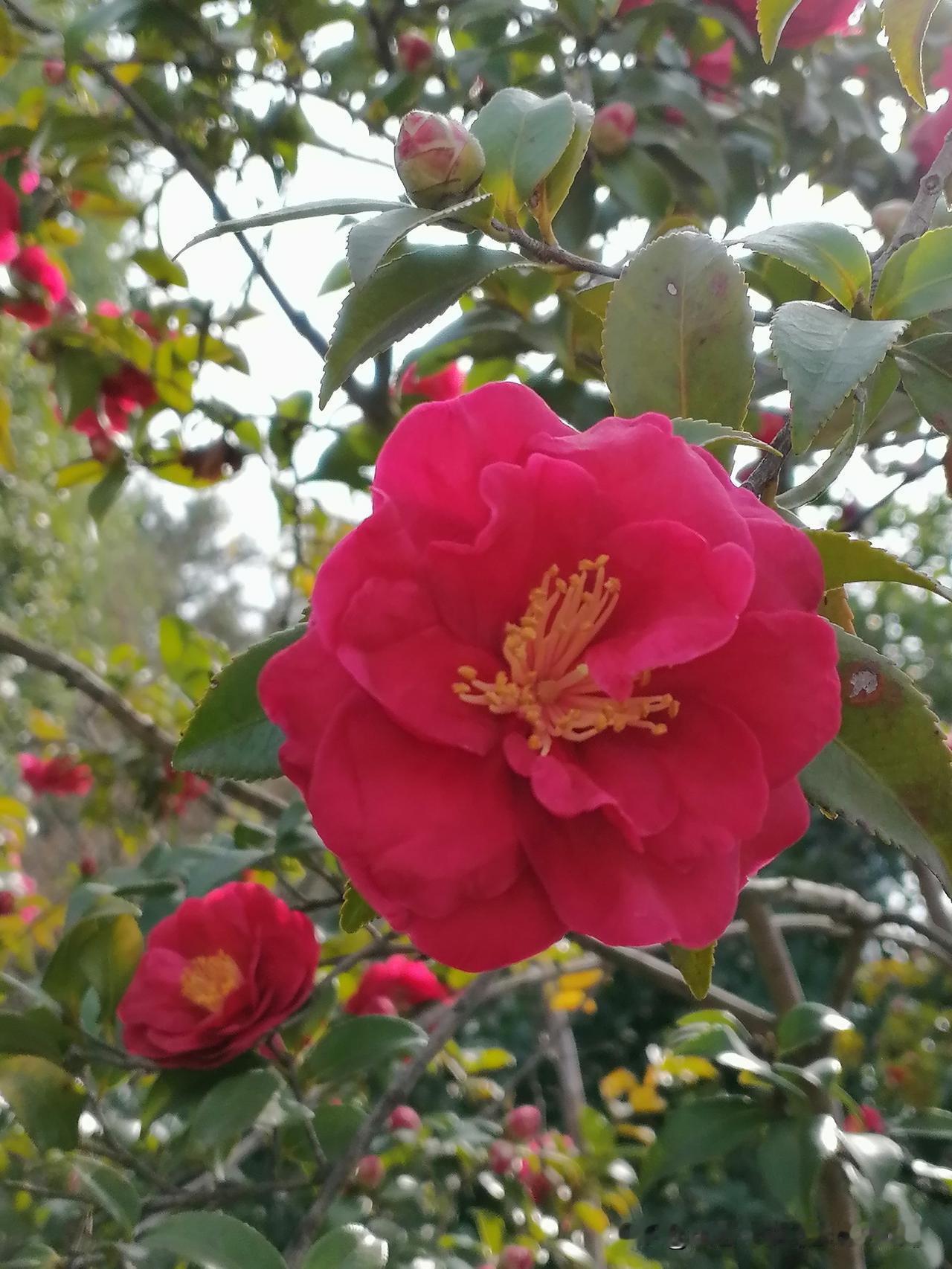 晒一张相册里的花