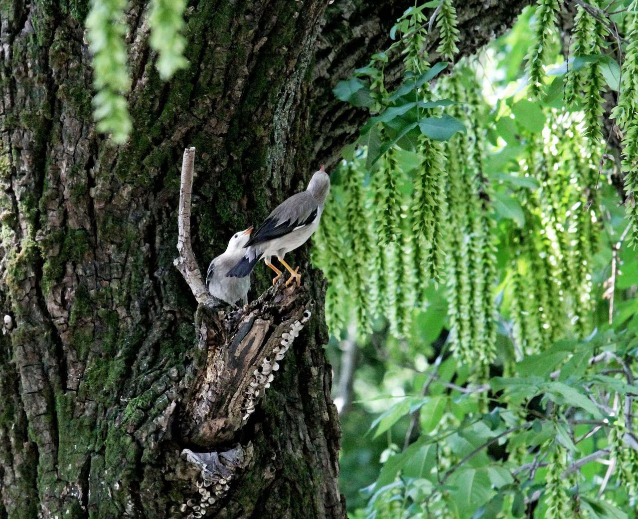 （原创）
初夏邂逅芒种鸟🐦 欢……