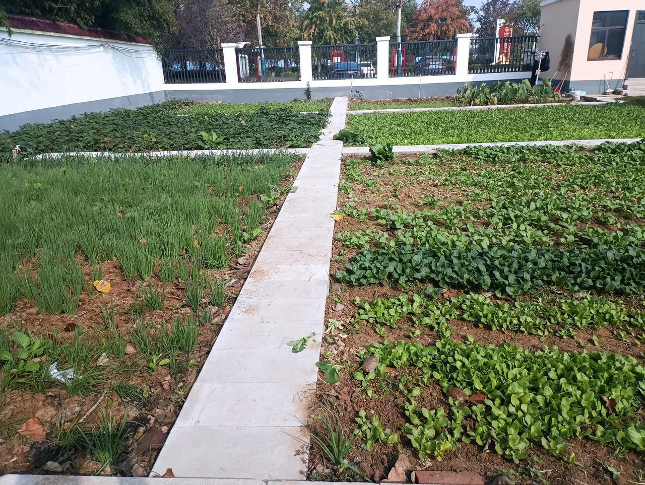 农家小院，风光旖旎！
   这是河南省虞城县的一个农家小院，很温馨的感觉。