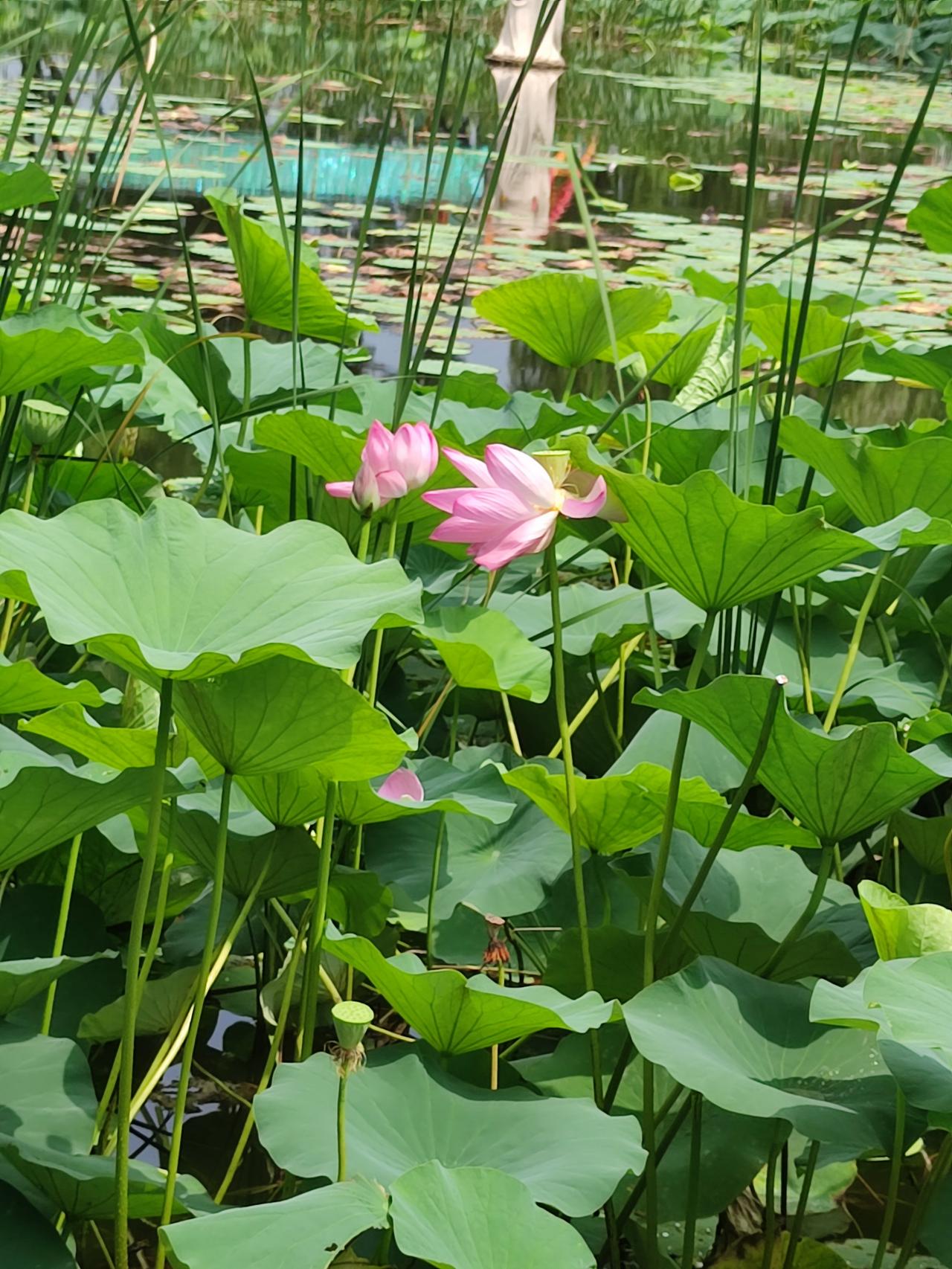 夏日风光无限好，荷塘风光独具美。随意观看一场景，便有清凉消暑意。