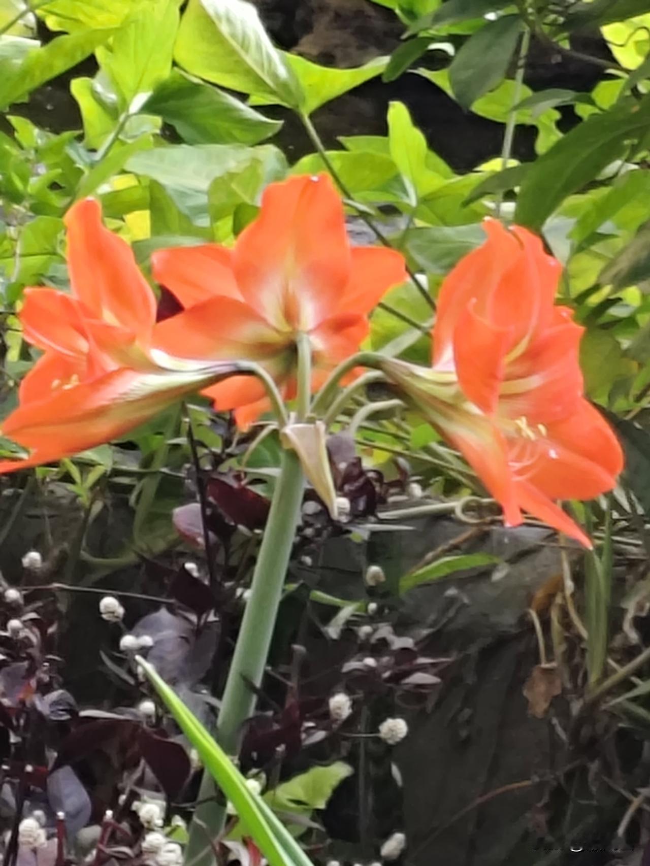 都说曼陀罗是美人赐的，我看这分明是魔鬼抛下的诱饵。