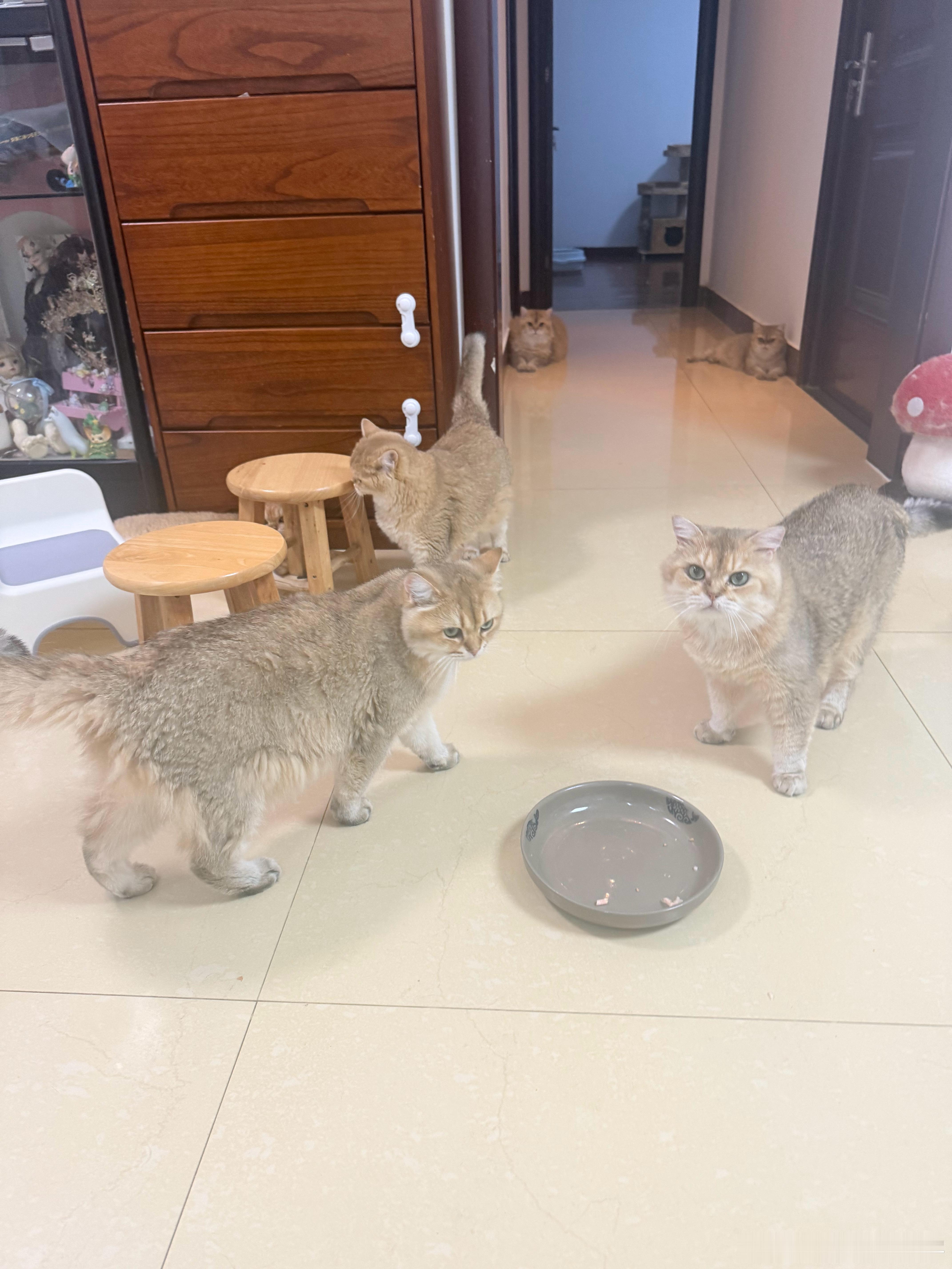 大虾已清空萌宠猫咪