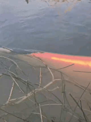 看了好几遍，啥动物啊？