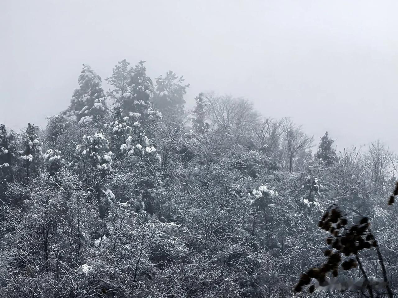 河南大雪
大雪纷飞漫天舞，银装素裹诗意浓。