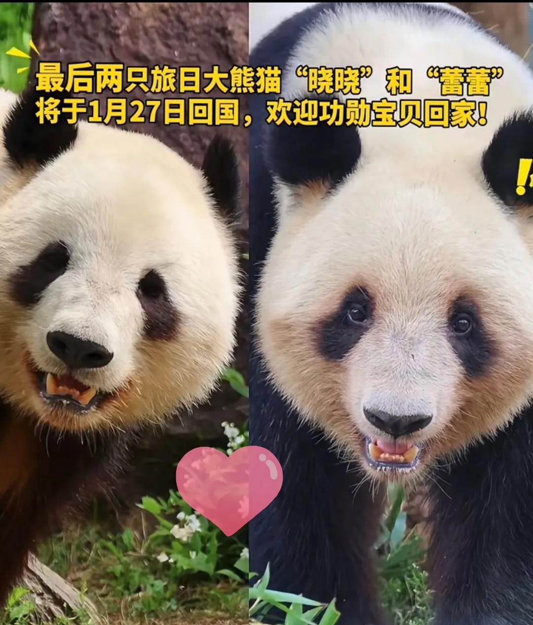 说真的
上野动物园那场面太逗了。
 
1月27号，十万日本民众哭天抢地，那架势跟