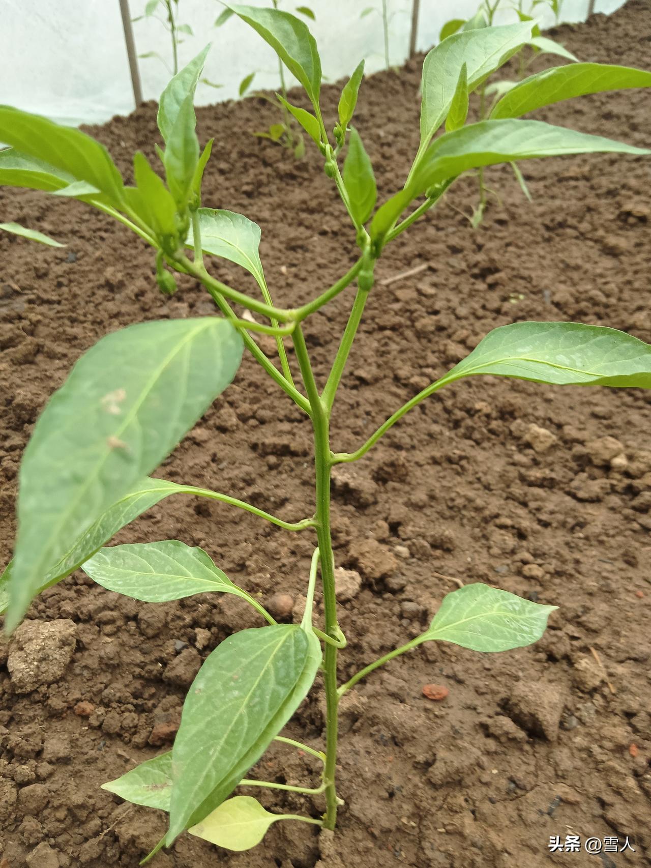 三月种辣椒我家的辣椒种植季，便在这漫山的绿意花浓里拉开了序幕。上万株辣椒苗从育苗