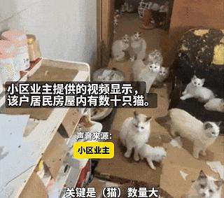有爱心但没公德心！福建福州，一女子只是在家中养猫，但由于未能及时带猫做绝育，导致