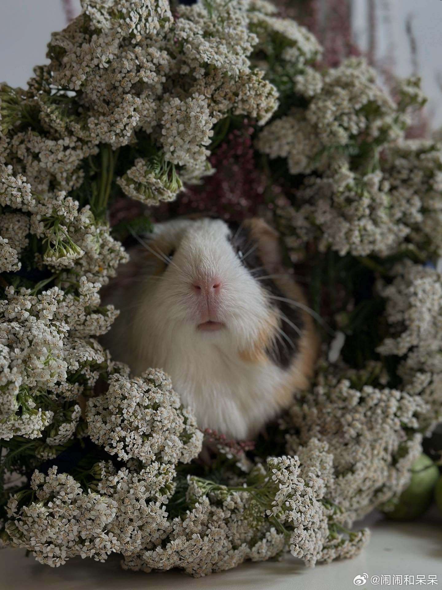 萌萌嘟豚鼠cr：guineapigs_ap ​​​