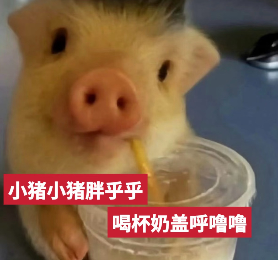 猪猪表情包来也！猪猪头像猪猪表情包 ​​​